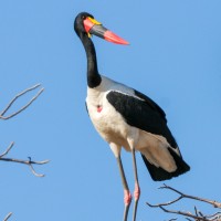 Saddle-billed Stork